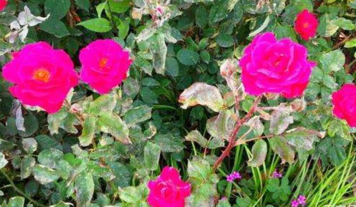 小月季.jpg 小月季.jpg