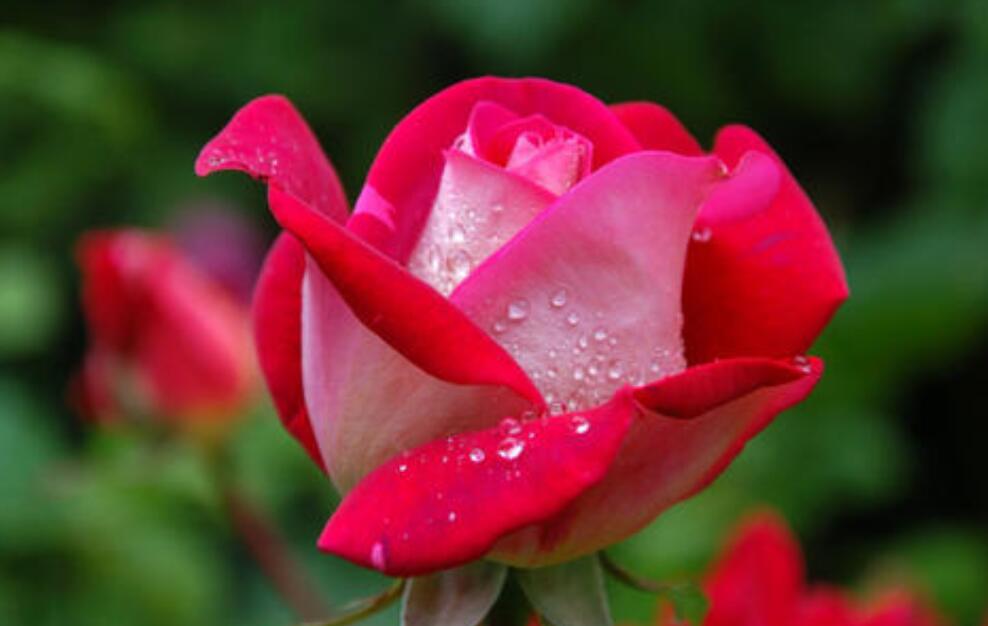 花儿不会自己开.jpg 花儿不会自己开.jpg