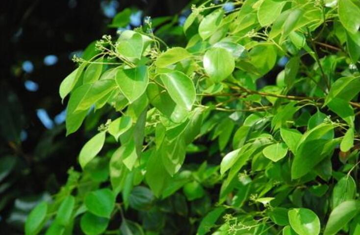 香樟树.jpg 香樟树.jpg