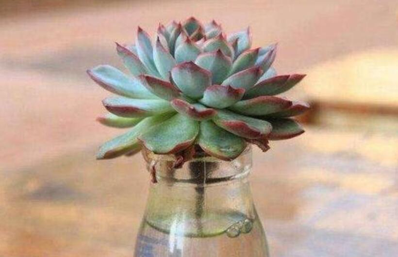 多肉.jpg 多肉.jpg