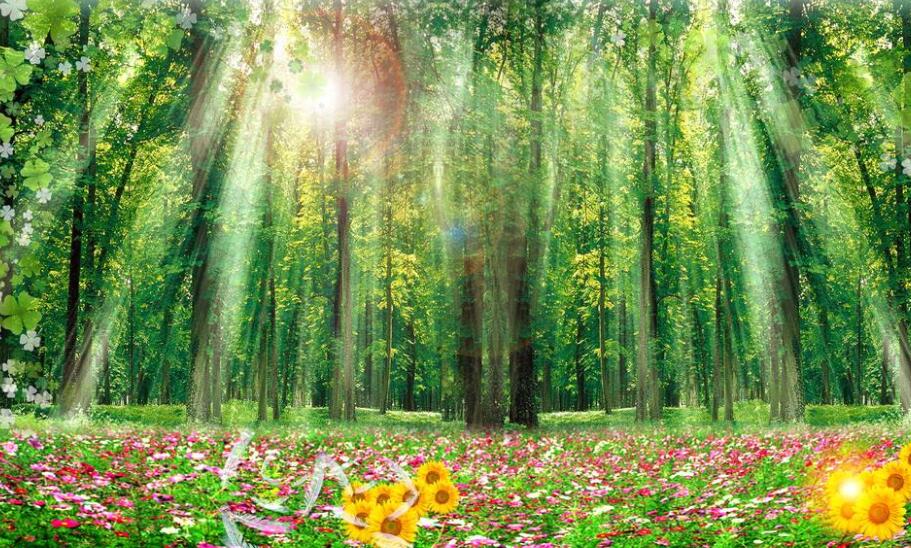 美丽的山林.jpg 美丽的山林.jpg