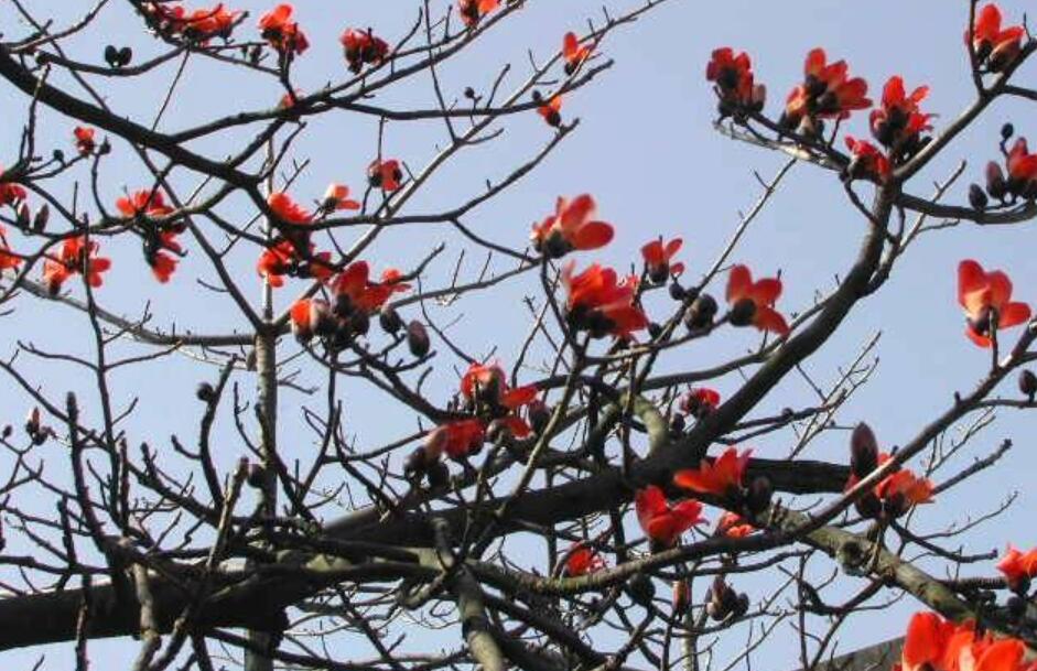 家乡的木棉树.jpg 家乡的木棉树.jpg