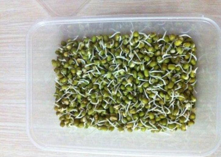 生豆芽观察日记.jpg 生豆芽观察日记.jpg