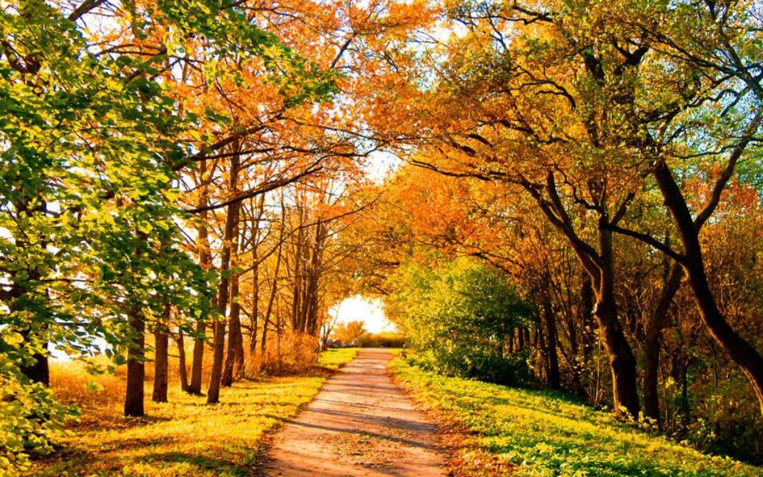 秋天的大树.jpg 秋天的大树.jpg