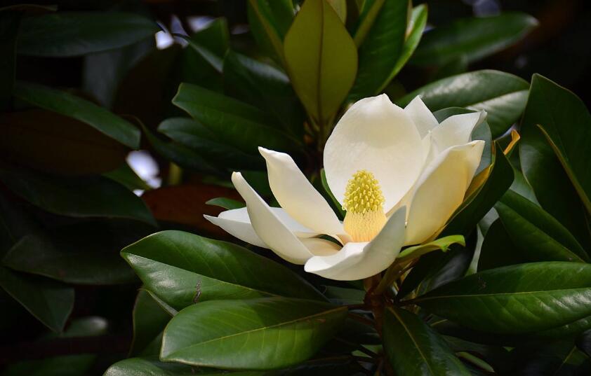 校园里的广玉兰.jpg 校园里的广玉兰.jpg