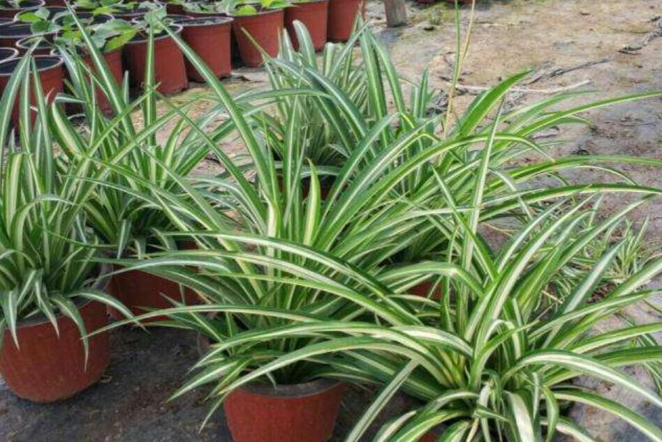 我家的吊兰.jpg 我家的吊兰.jpg