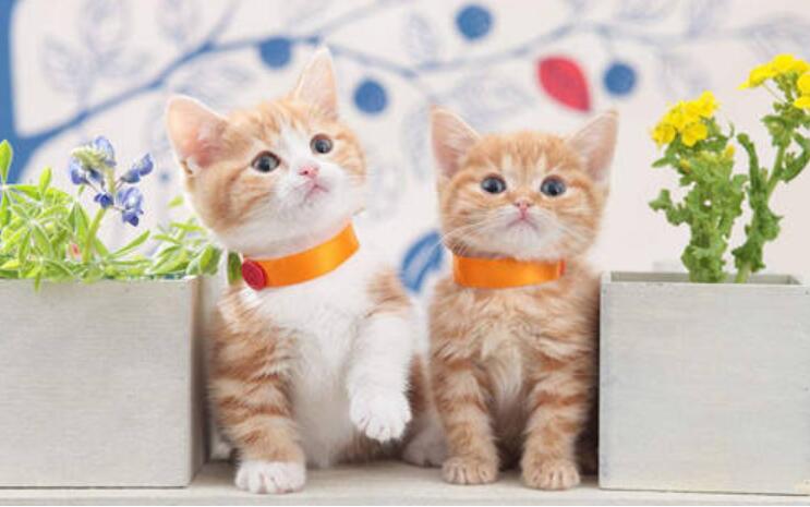 观察小猫.jpg 观察小猫.jpg