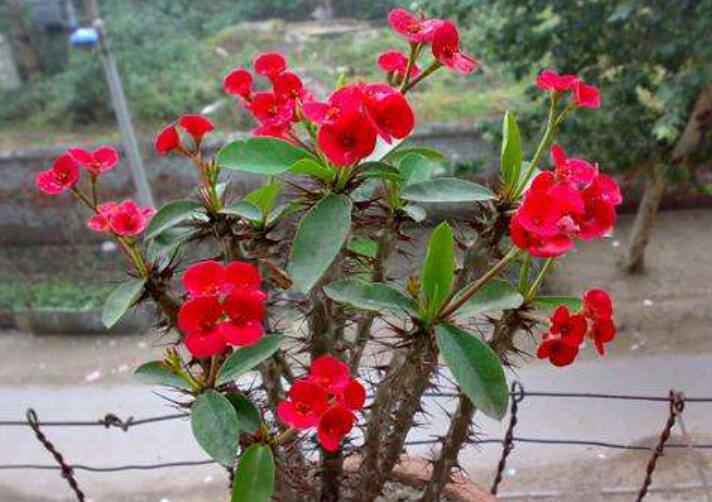 铁海棠.jpg 铁海棠.jpg