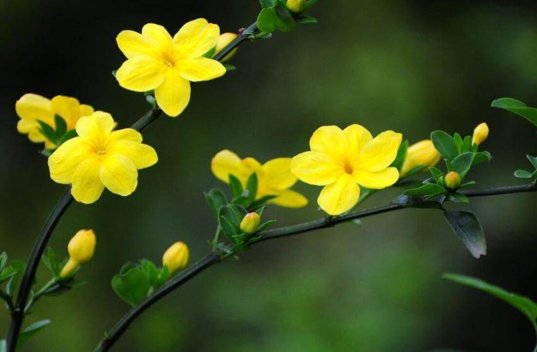 美丽的迎春花.jpg 美丽的迎春花.jpg