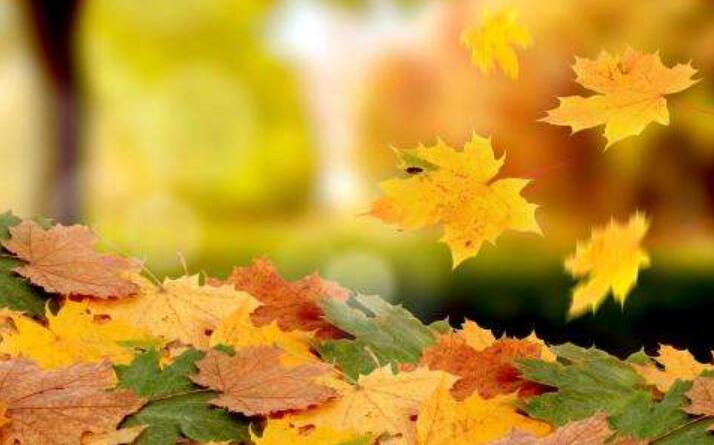 美丽的秋叶.jpg 美丽的秋叶.jpg