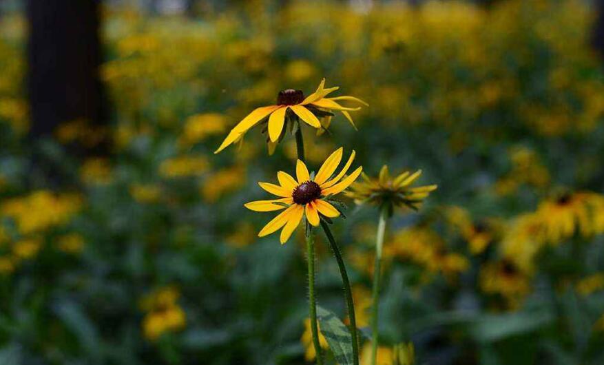 夏之韵.jpg 夏之韵.jpg