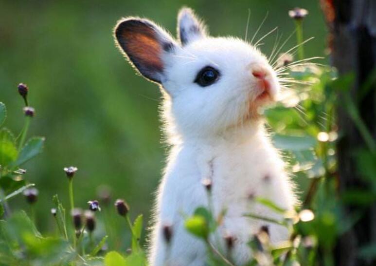 小白兔.jpg