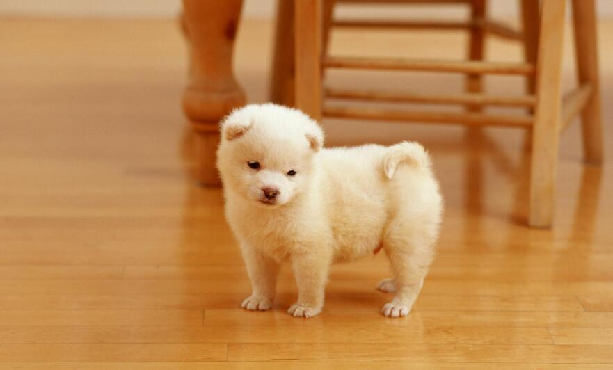 小狗.jpg 小狗.jpg