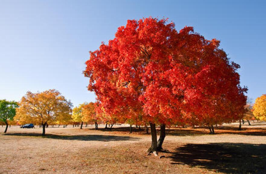 枫树林.jpg 枫树林.jpg