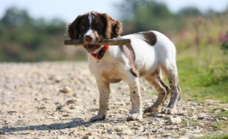 陆天少年与流浪狗.jpg 陆天少年与流浪狗.jpg