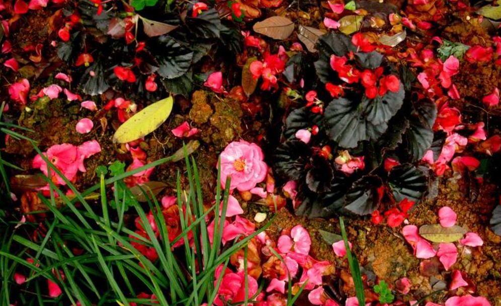 作春泥更护花.jpg 作春泥更护花.jpg