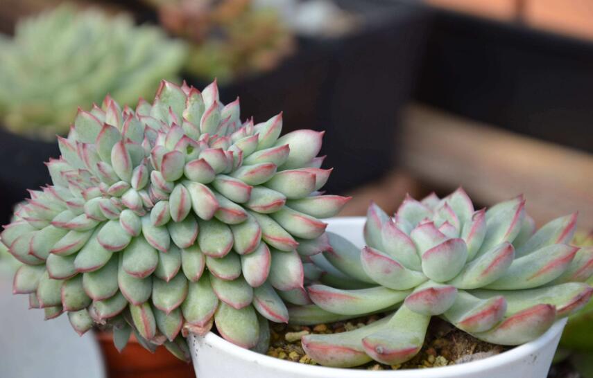 我喜爱的植物多肉.jpg 我喜爱的植物多肉.jpg