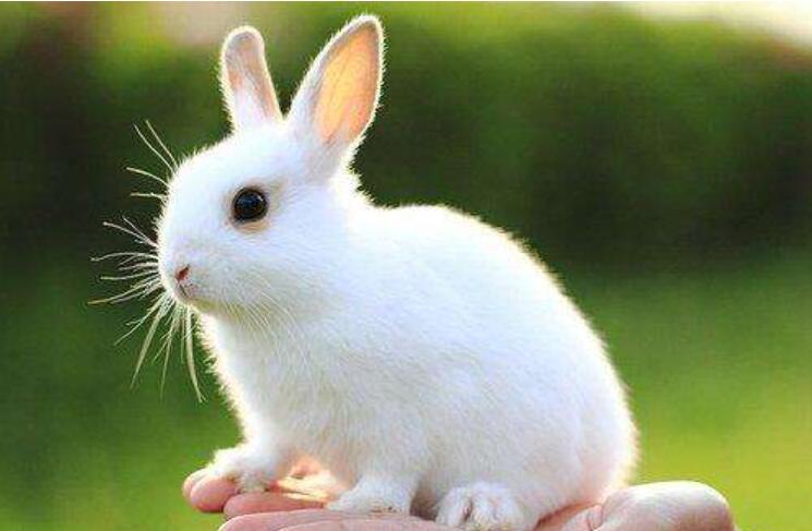 小白兔.jpg 小白兔.jpg