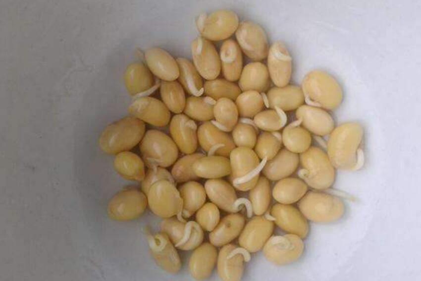 泡黄豆.jpg 泡黄豆.jpg