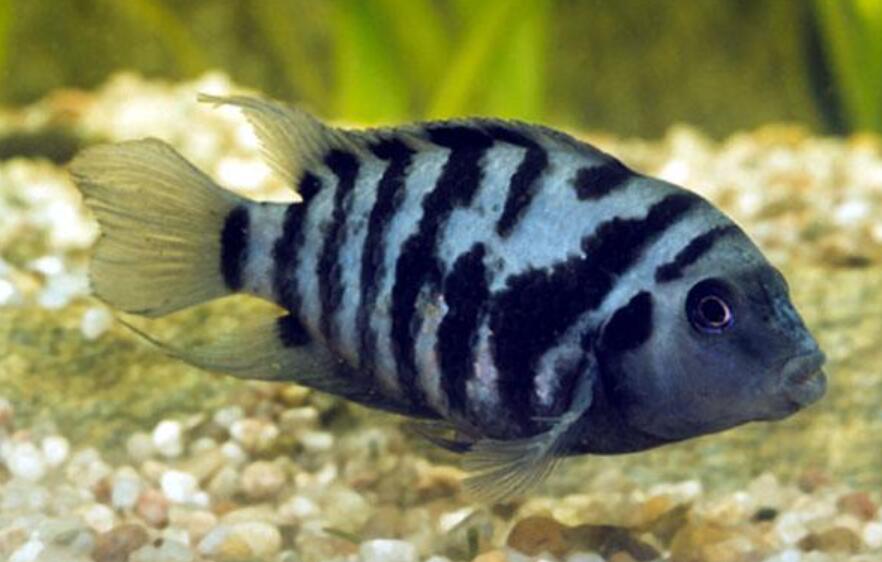 九间鱼.jpg 九间鱼.jpg