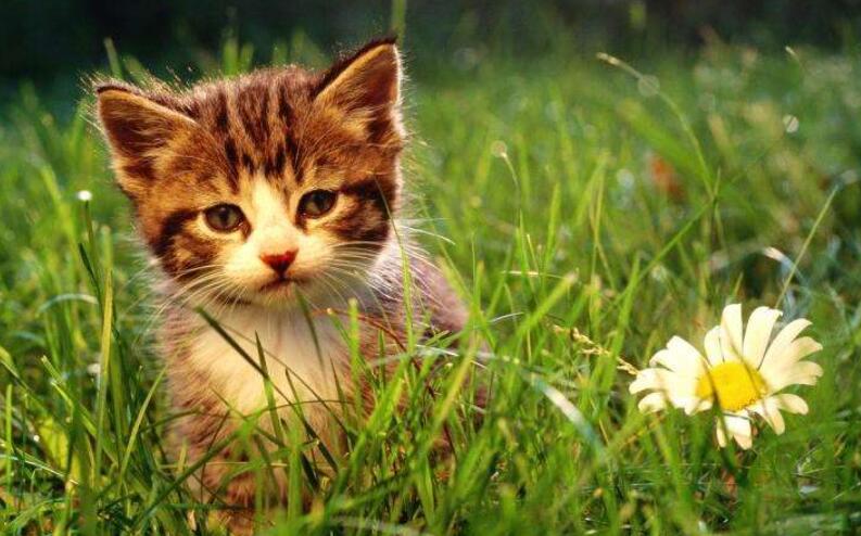 养小猫.jpg 养小猫.jpg