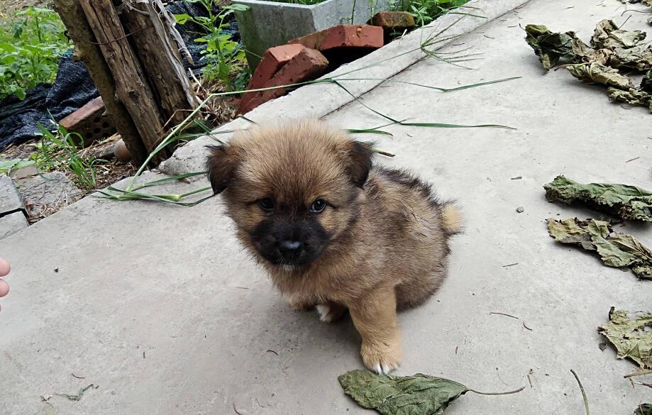 外婆家的小狗.jpg 外婆家的小狗.jpg