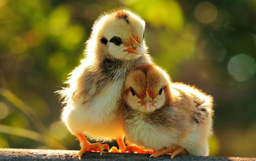 两只小鸡.jpg 两只小鸡.jpg