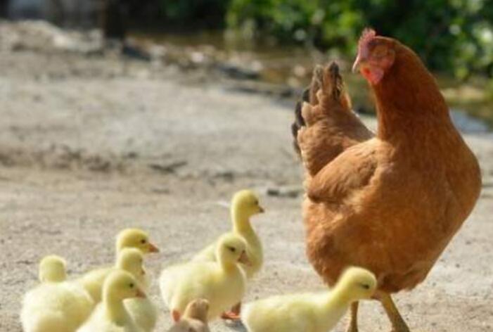 母鸡.jpg 母鸡.jpg