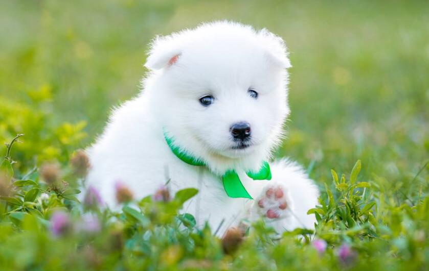 小狗.jpg 小狗.jpg