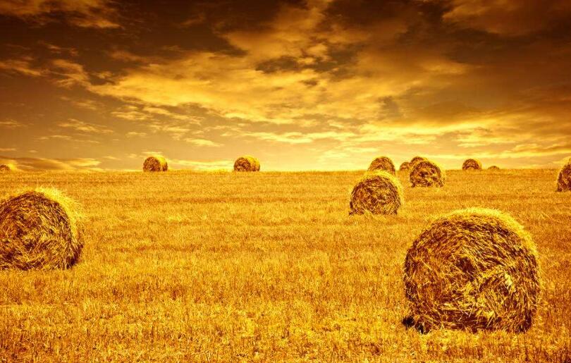 收获.jpg 收获.jpg