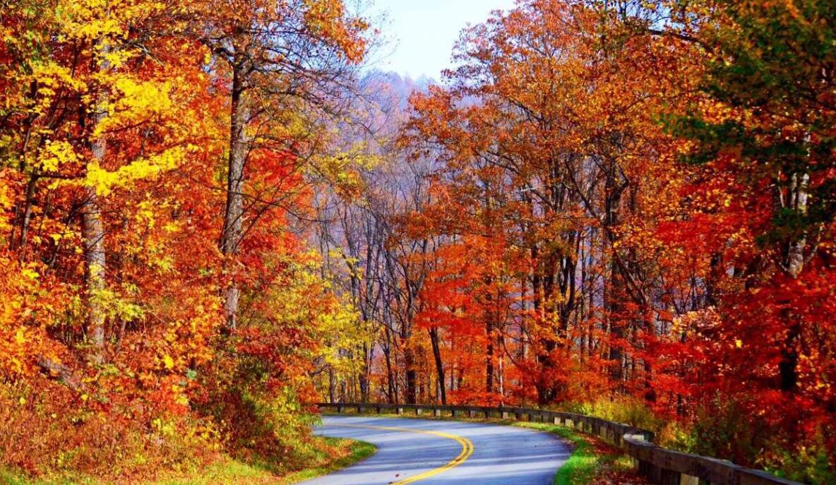 枫林即景.jpg 枫林即景.jpg