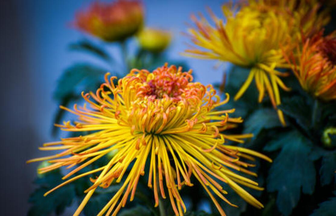 赏菊.jpg 赏菊.jpg