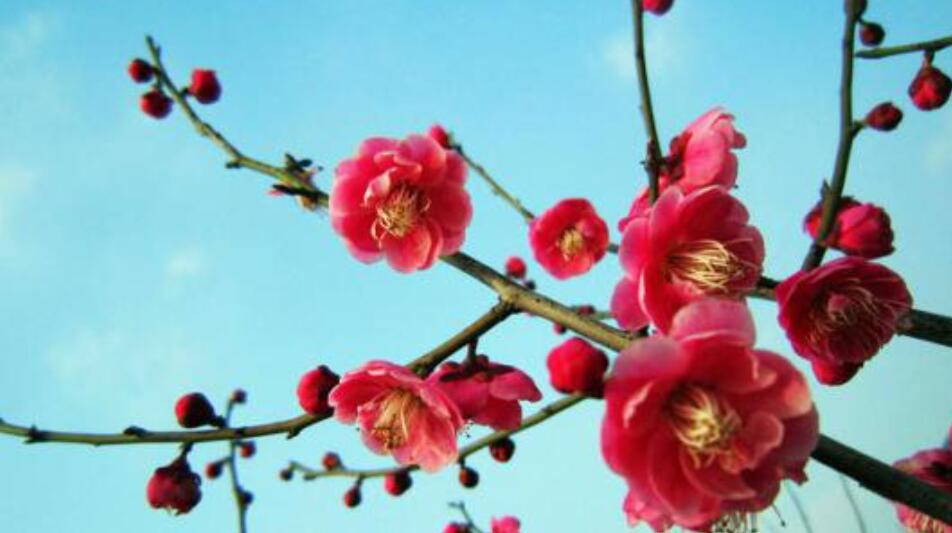 梅花.jpg 梅花.jpg