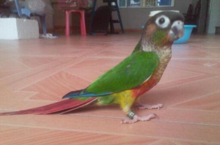 我家的鹦鹉.jpg