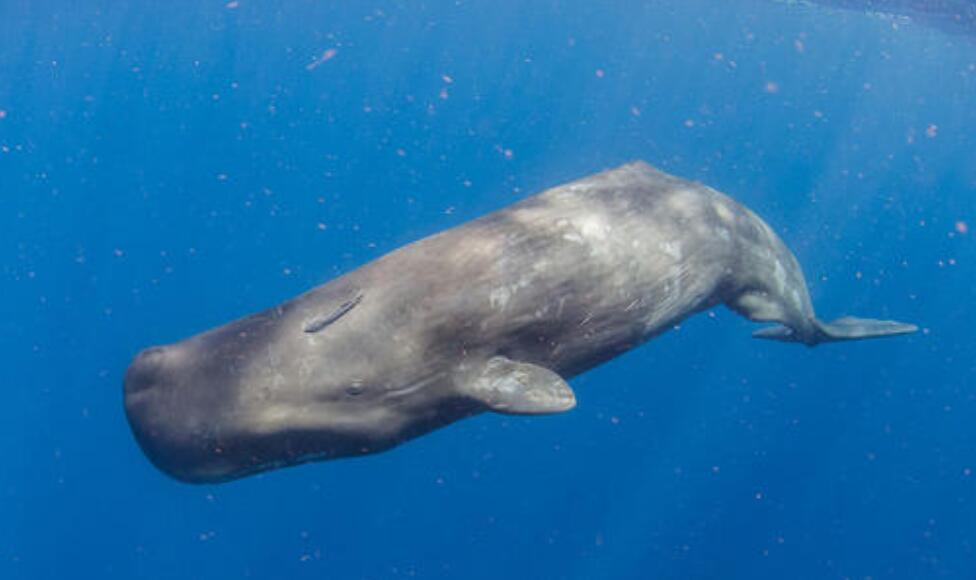 抹香鲸.jpg
