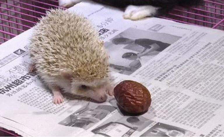 小刺猬偷枣的本事真高明.jpg 小刺猬偷枣的本事真高明.jpg