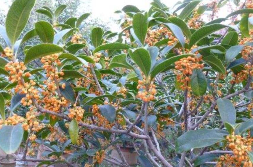 我爱桂花.jpg 我爱桂花.jpg