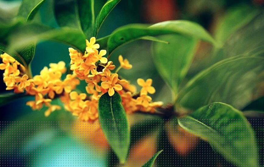 桂花香.jpg 桂花香.jpg