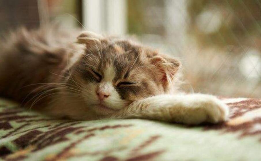 睡梦中的小猫的样子.jpg 睡梦中的小猫的样子.jpg