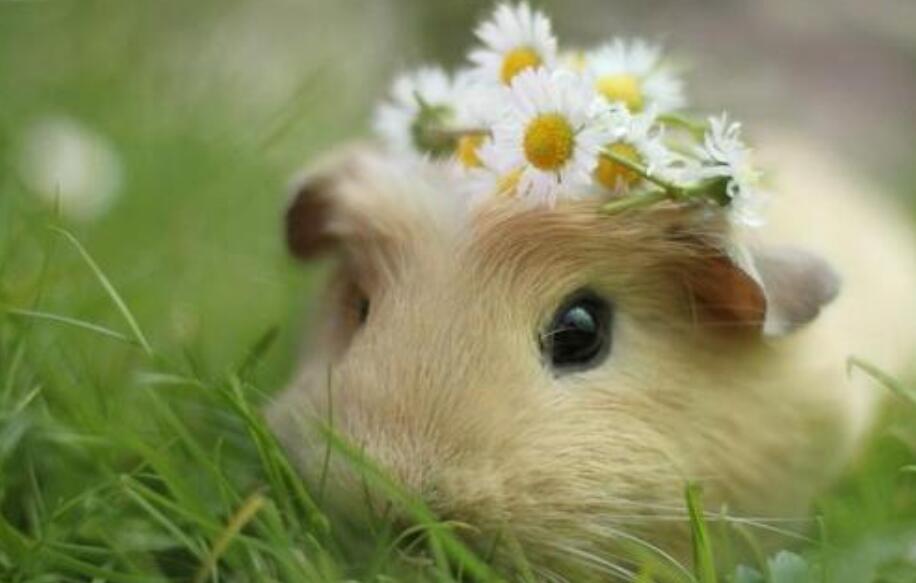 我的心爱之物小仓鼠.jpg 我的心爱之物小仓鼠.jpg