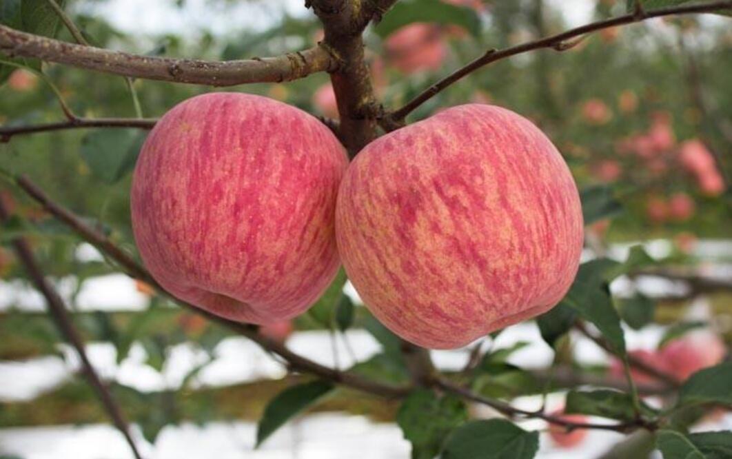 苹果的自述.jpg 苹果的自述.jpg