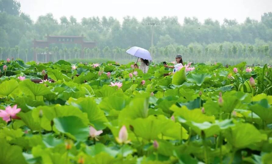 万亩荷塘.jpg 万亩荷塘.jpg