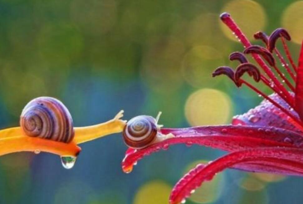 小蜗牛历险记.jpg 小蜗牛历险记.jpg