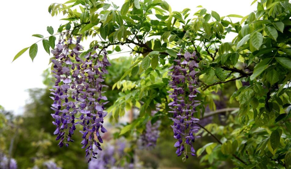 紫藤.jpg