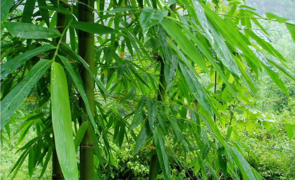 竹子.jpg