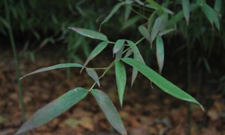 竹子作文借物喻人.jpg 竹子作文借物喻人.jpg