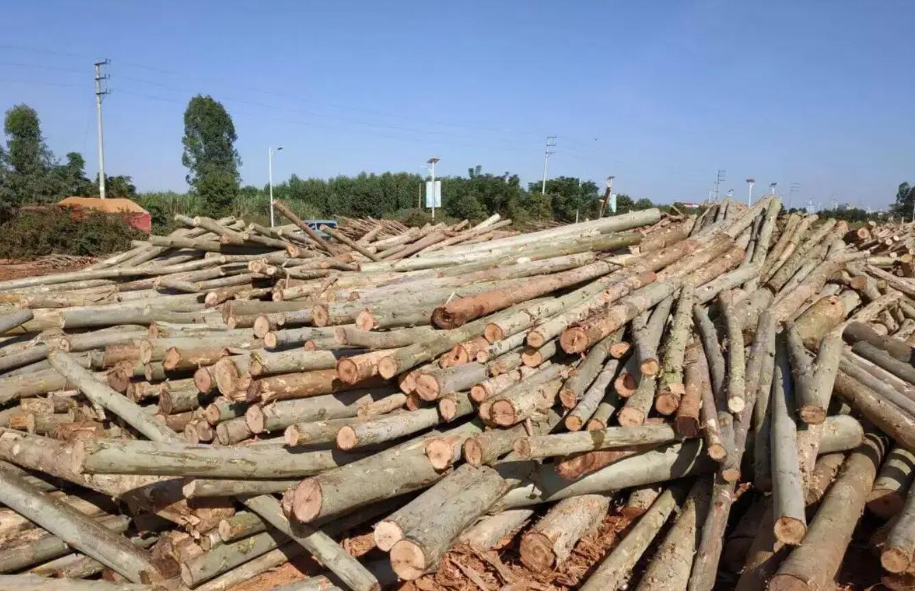 林木采伐.jpg
