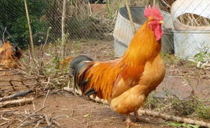 邻居家的大公鸡.jpg 邻居家的大公鸡.jpg