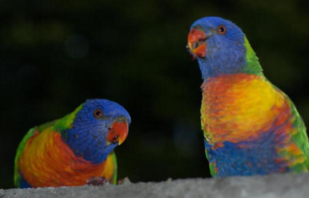 我的鹦鹉朋友.jpg 我的鹦鹉朋友.jpg