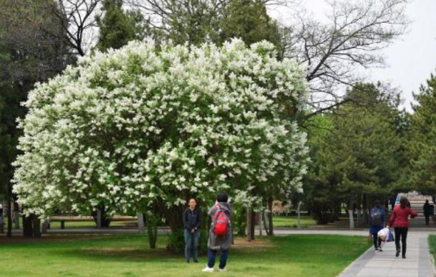 开满丁香花的校园作文人物淘气包张明.jpg 开满丁香花的校园作文人物淘气包张明.jpg
